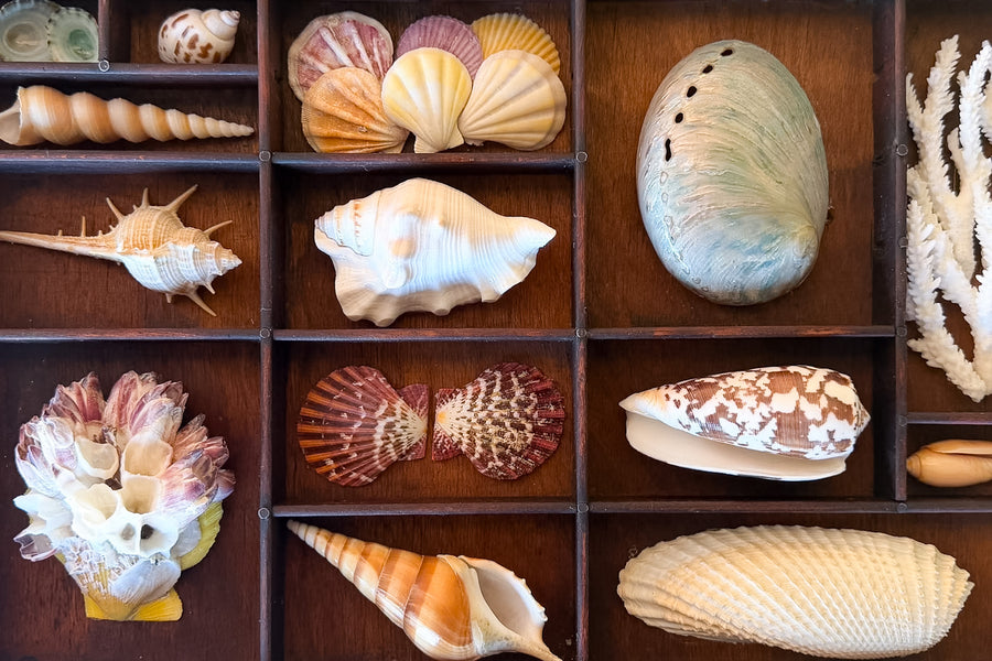 Petite Printers Tray Shell Display