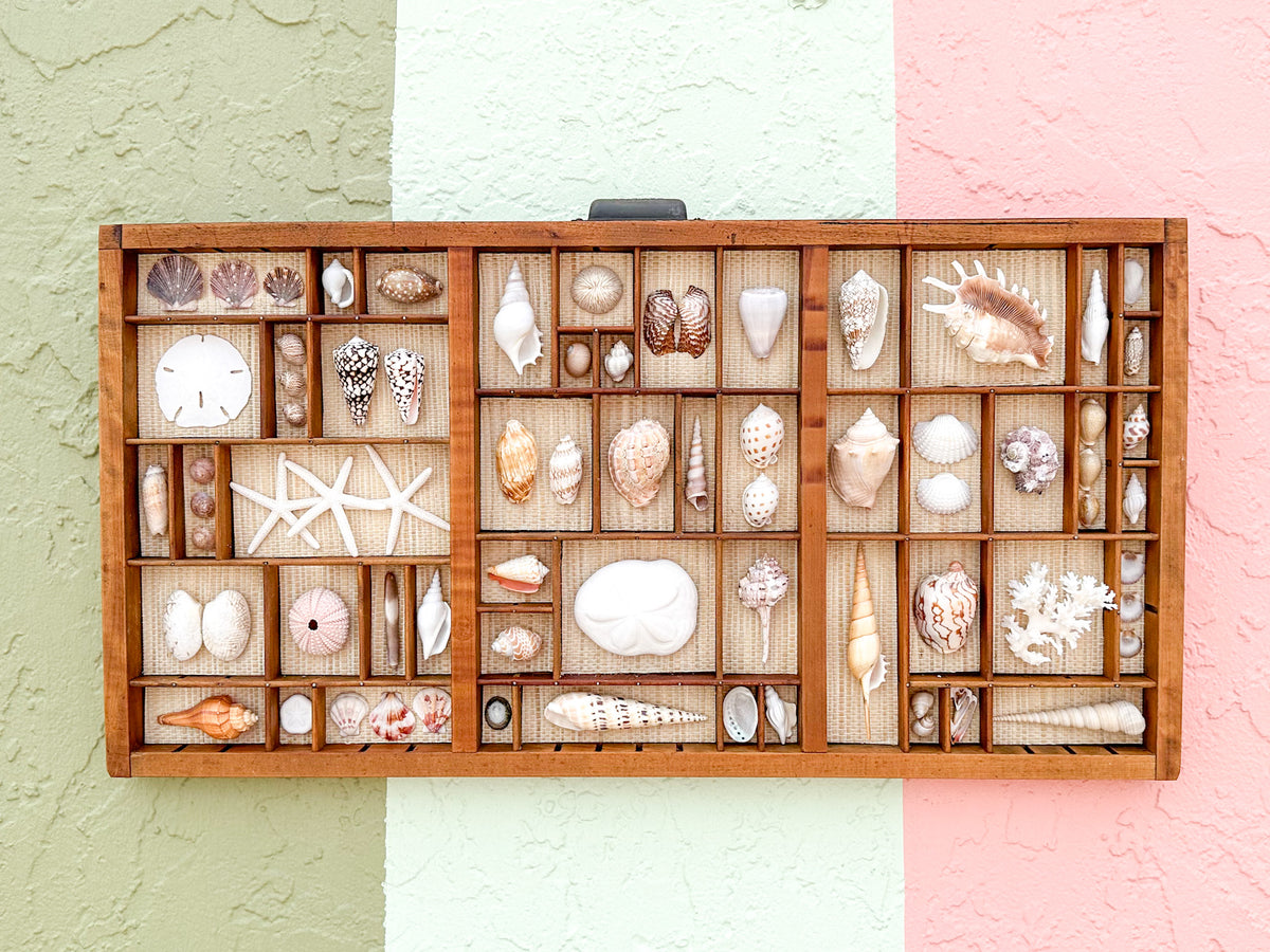 Seagrass Backed Printers Tray Shell Display