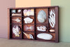 Petite Printers Tray Shell Display