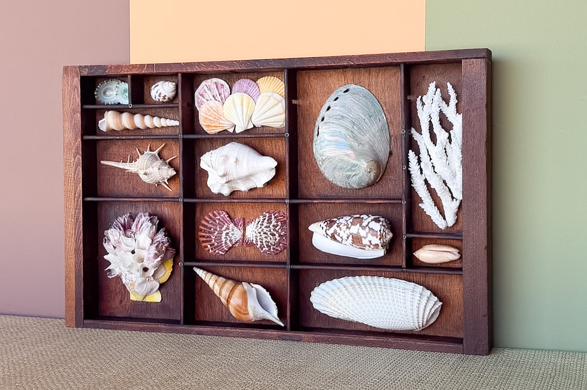 Petite Printers Tray Shell Display