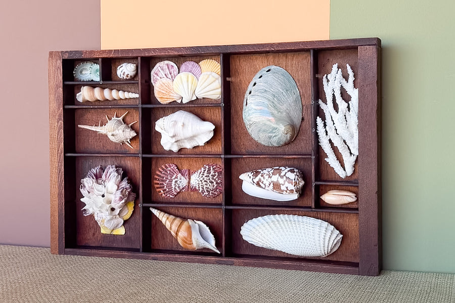 Petite Printers Tray Shell Display