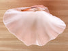 Natural Clam Shell