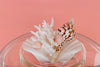 Clam Shell and Coral Lucite Ice Bucket