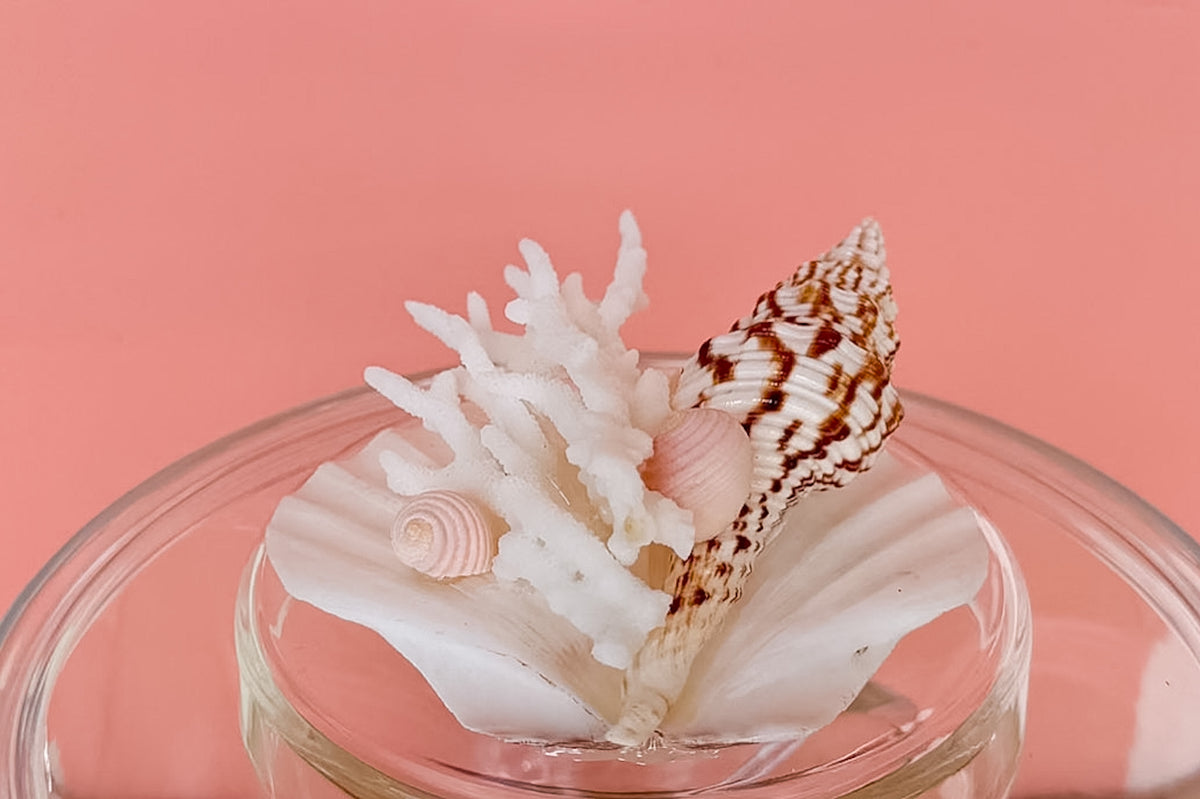 Clam Shell and Coral Lucite Ice Bucket