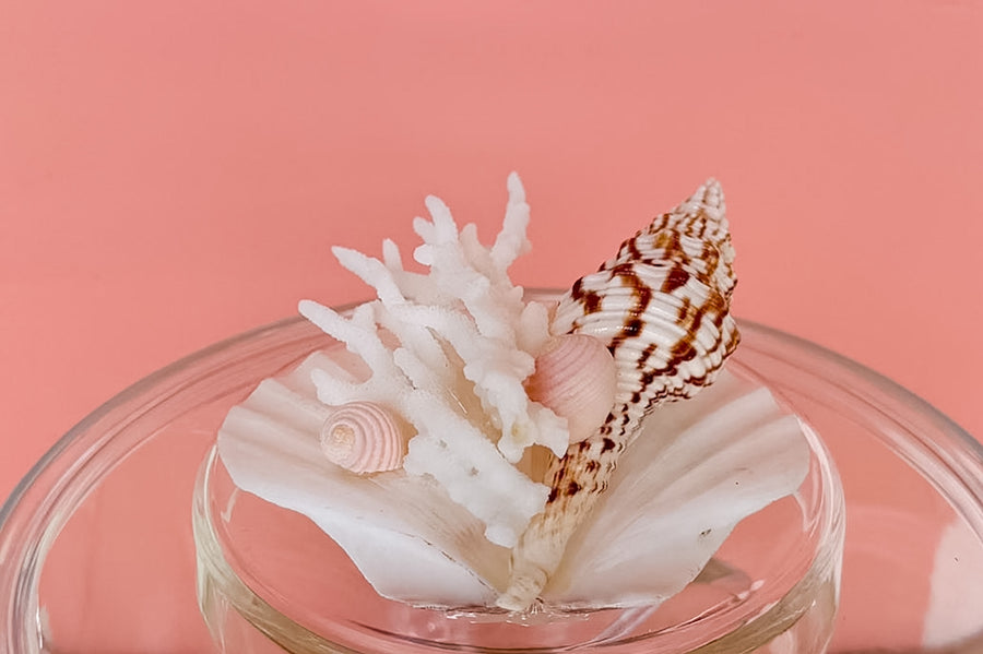Clam Shell and Coral Lucite Ice Bucket