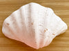 Natural Clam Shell