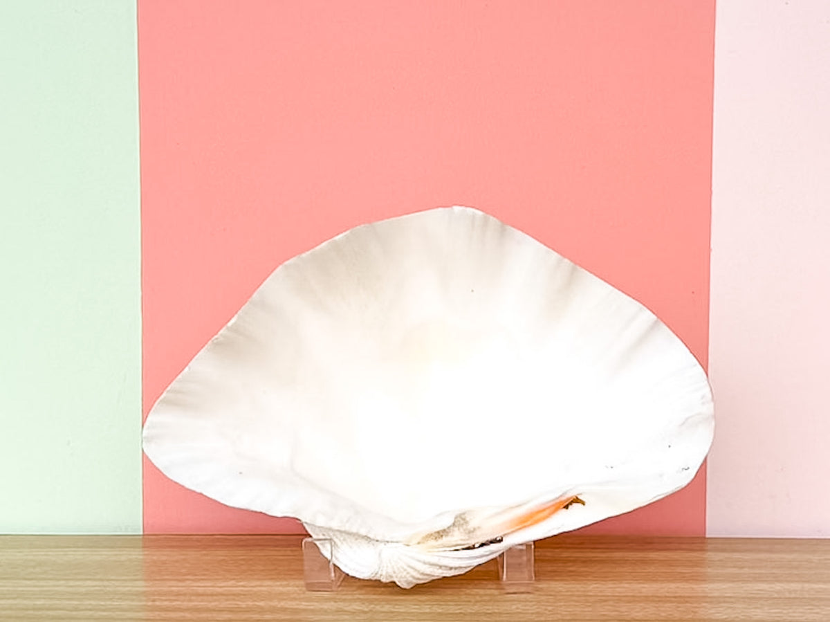 Natural Clam Shell