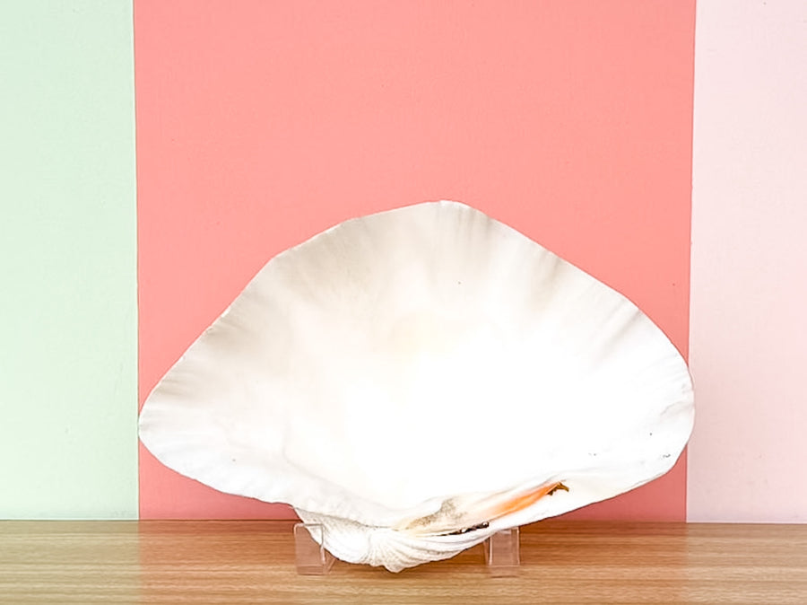 Natural Clam Shell