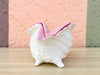 Double Conch Shell Pink Cachepot