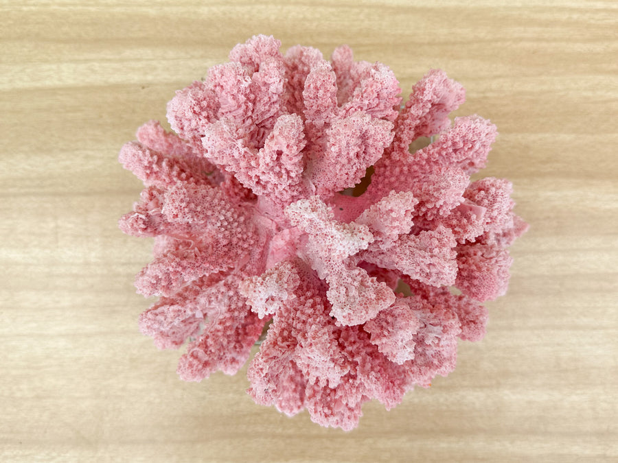 Pink Chic Coral on Lucite