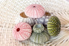 Palm Beach Regency's Bag of Natural Sea Urchins