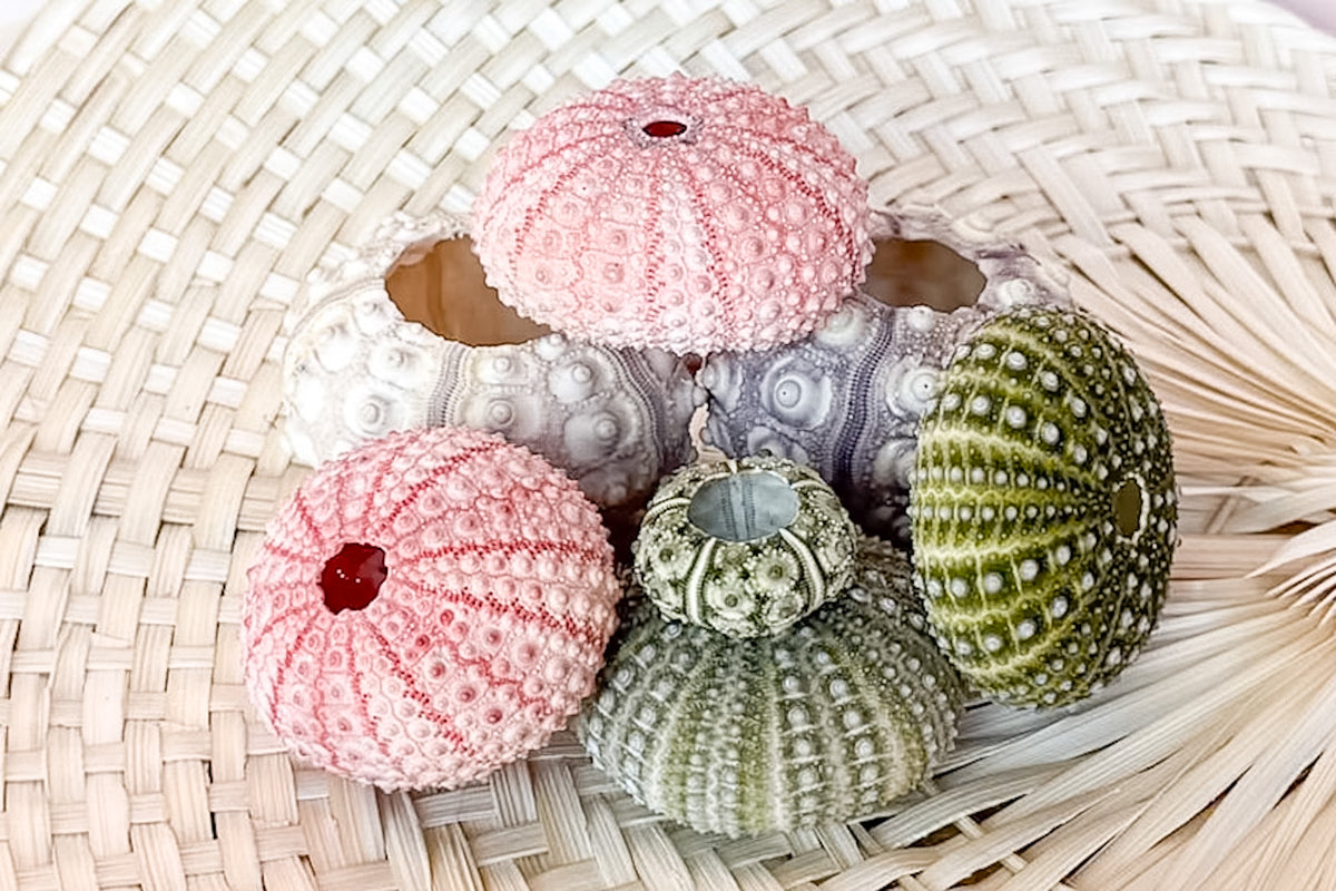 Palm Beach Regency's Bag of Natural Sea Urchins