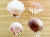 Set of Four Shell Chic Coupes