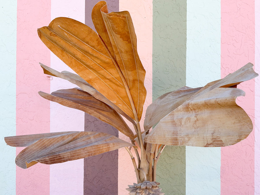Huge Natural Canvas Banana Tree