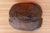 Natural Turtle Shell
