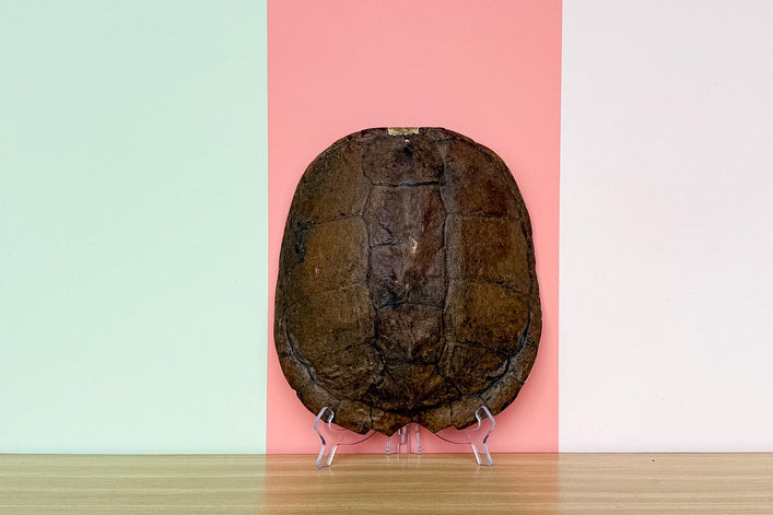 Natural Turtle Shell