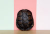 Natural Turtle Shell