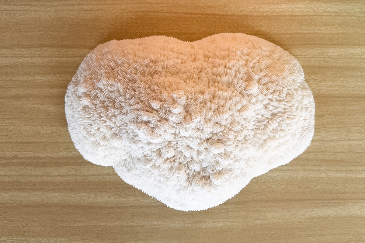 Natural Bowl Coral