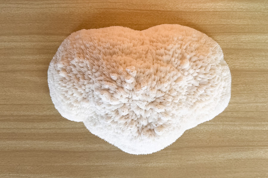 Natural Bowl Coral