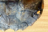 Natural Turtle Shell