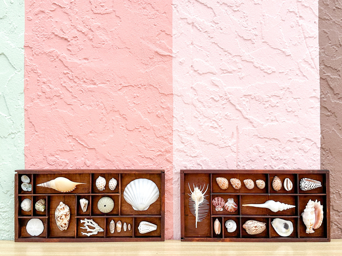 Pair of Petite Printers Tray Shell Displays
