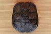 Natural Turtle Shell