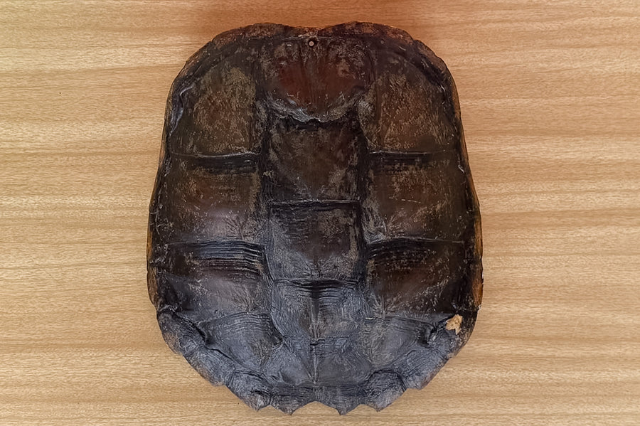 Natural Turtle Shell
