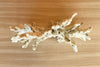 Natural Green Fire Coral