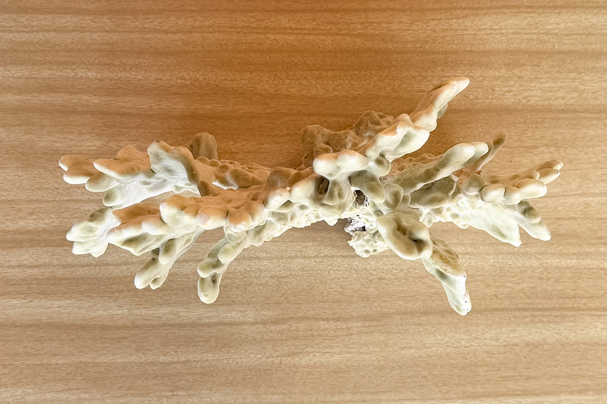 Natural Green Fire Coral