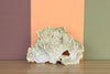 Natural Green Fire Coral