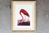 Flamingo Print in Rattan Frame