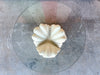 Shell Chic Plaster Coffee Table
