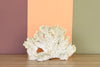Natural Green Fire Coral