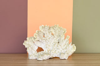 Natural Green Fire Coral