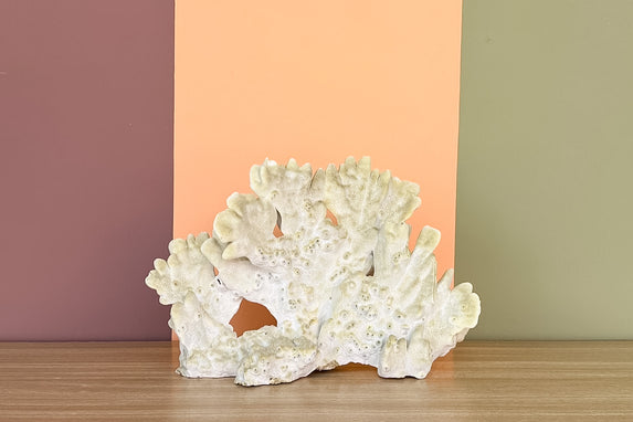 Natural Green Fire Coral