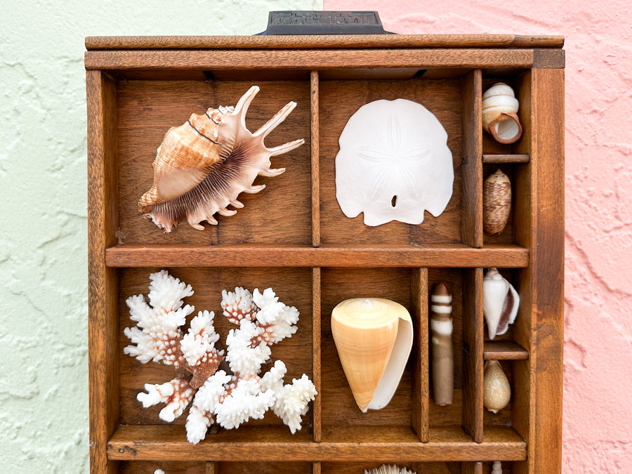 Petite Printers Tray Shell Display