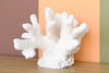 Natural Extra Large Cat's Paw Coral