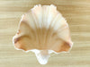 Seashell Dish