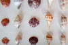 Shell Shadow Box Art