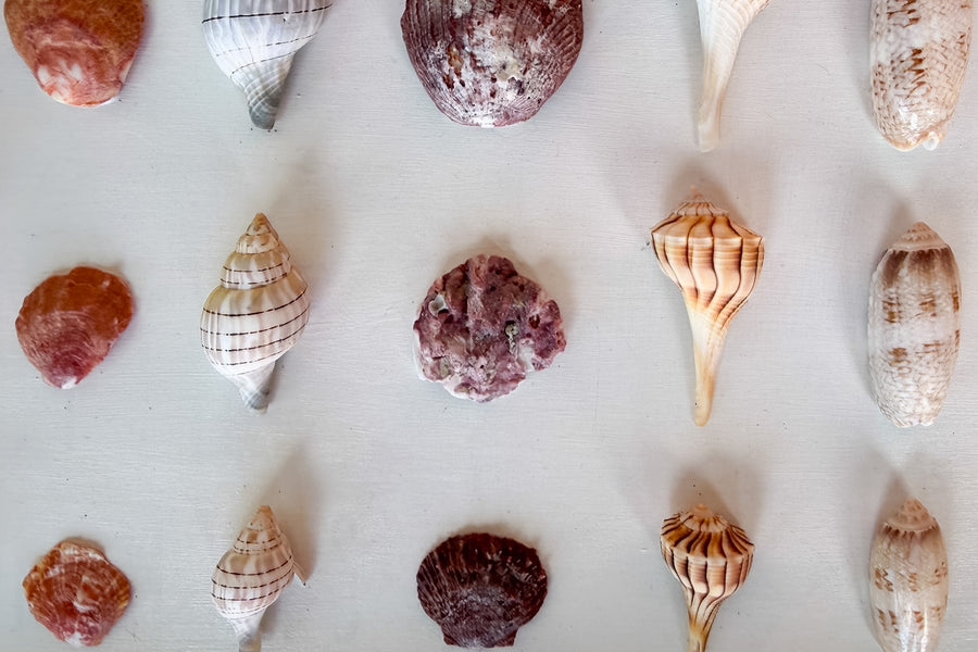 Shell Shadow Box Art