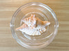 Brown Conch Shell Lucite Ice Bucket