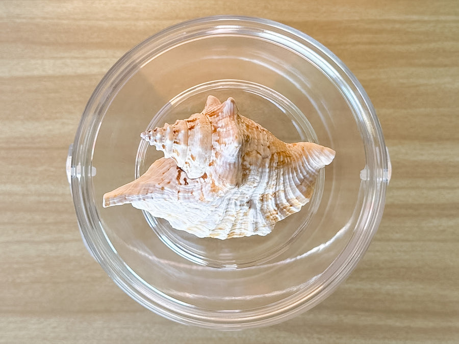 Brown Conch Shell Lucite Ice Bucket