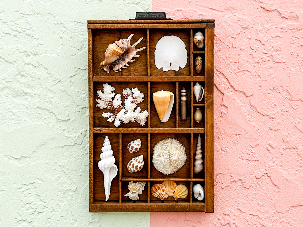 Petite Printers Tray Shell Display
