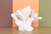 Natural Extra Large Cat's Paw Coral