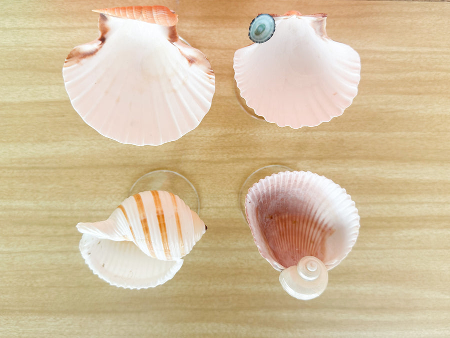 Set of Four Shell Chic Coupes