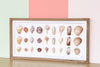 Shell Shadow Box Art