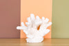 Natural Extra Large Cat's Paw Coral