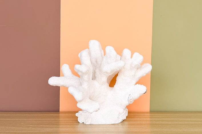 Natural Extra Large Cat's Paw Coral