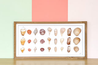 Shell Shadow Box Art