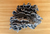 Natural Large Blue Ridge Coral